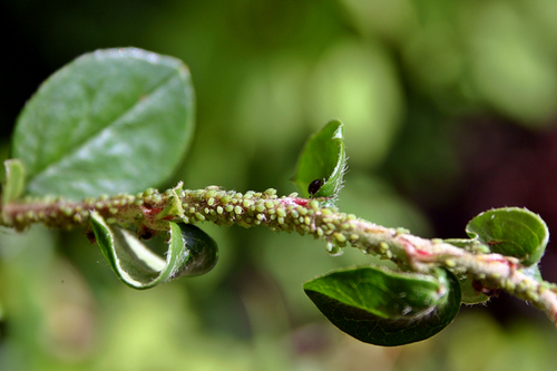  From Union City, CA with Love: Winning the War on Aphids