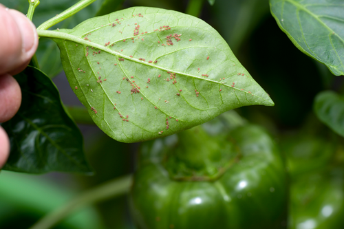  Green Thumb, Urban Heart: Aphid Management in Walnut Creek, CA