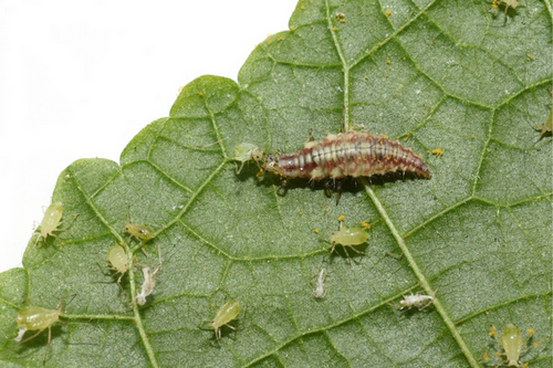 San Francisco, CA Gardens: Winning Against Aphids