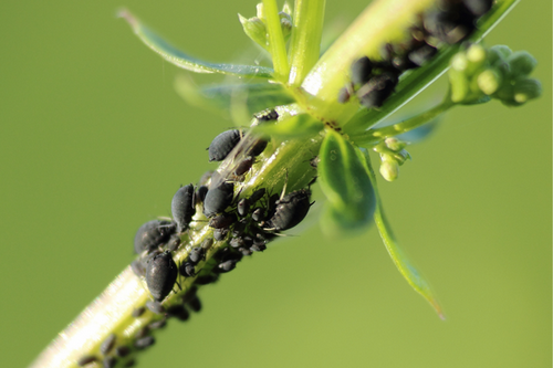 San Pablo, CA Gardens: Winning Against Aphids