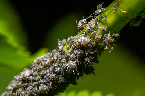  Aphid Tactics: San Leandro, CA’s Guide to Protecting Urban Gardens
