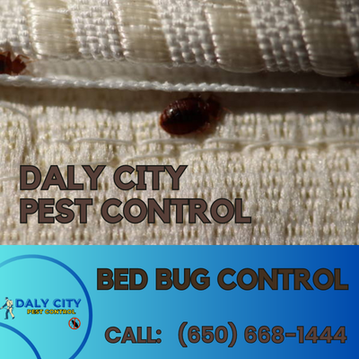 Daly City Bed Bug Control - Professional Bed Bug Inspection and Elimination