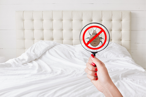  Outsmarting Bed Bugs: Pleasant Hill, CA's Method for a Peaceful Night