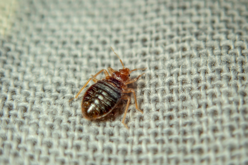 San Bruno, CA's War on Bed Bugs: Effective Prevention and Control