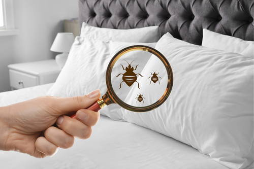  Bed Bug Detectives: Alameda, CA's Plan for Identification and Removal