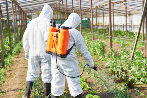  Effective Chemical Pest Treatments - Oakland, CA Specialists