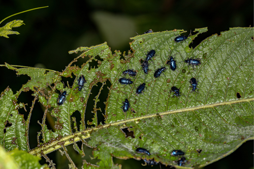  Affordable Flea Beetle Extermination Services in Alameda, CA