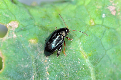  Affordable Flea Beetle Extermination Services in Fremont, CA