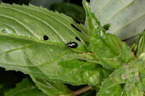  Proven Flea Beetle Management in Pleasant Hill, CA
