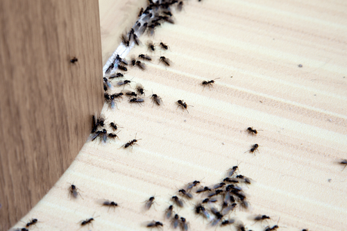  Emergency Insect Extermination Services in Walnut Creek, CA - Immediate Assistance