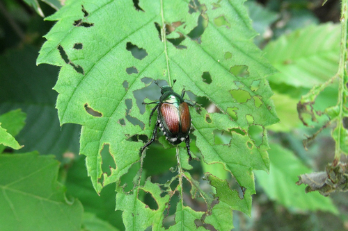  State-of-the-Art Invasive Species Eradication in San Rafael, CA