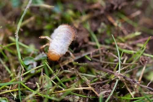  Top-Rated Lawn Grub Extermination in Oakland, CA - Trusted Professionals
