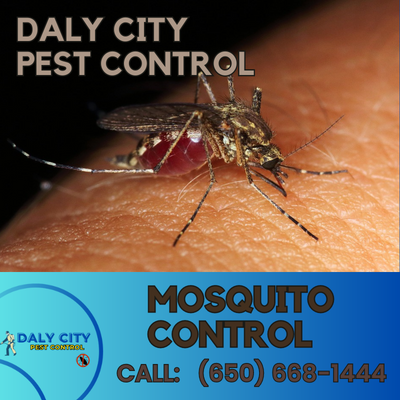 Daly City Mosquito Control - Expert Services for a Mosquito-Free Property