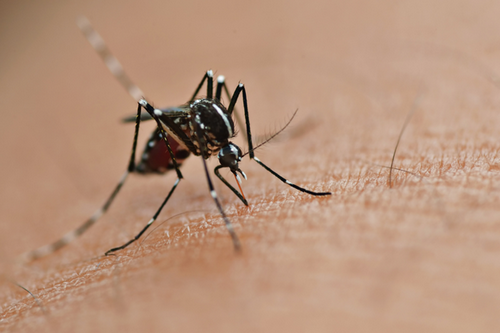  Mosquito Control Consultations in San Bruno, CA - Free Expert Advice