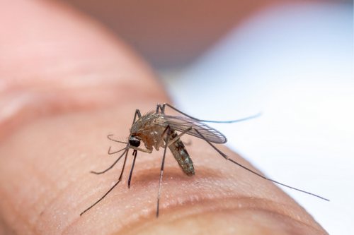  Mosquito Infestation Solutions in Berkeley, CA - Effective & Efficient