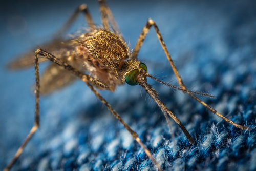  Mosquito Prevention Tips & Services in Dublin, CA - Stay Protected