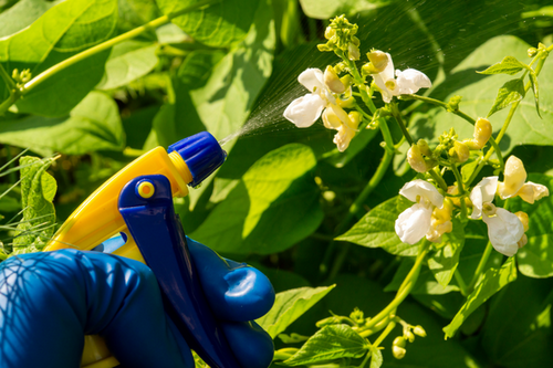  Gentle Yet Effective Pest Control in San Leandro, CA - Non-Chemical Treatments