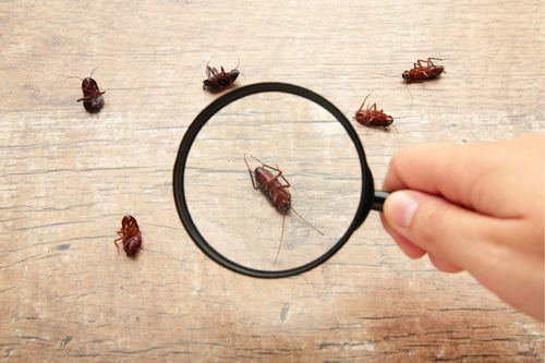  Trusted Pest Control in Fremont, CA - Proven & Reliable Solutions