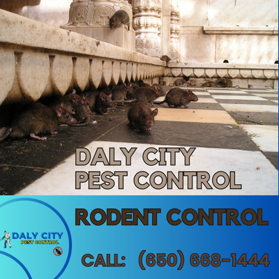 Daly City Rodent Control - Expert Rodent Removal and Prevention Services