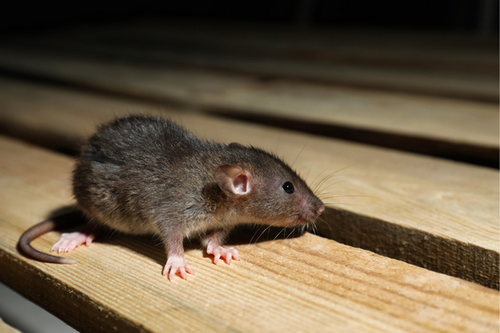  Outdoor Rodent Management in Palo Alto, CA - Protect Your Property