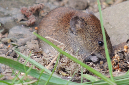  Customized Rodent Extermination Plans in San Bruno, CA - Tailored Services