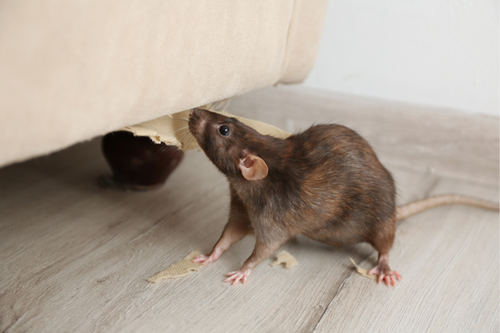  Comprehensive Rodent Removal in Danville, CA - Guaranteed Results