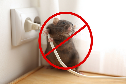  Residential Rodent Control in Redwood City, CA - Protect Your Home