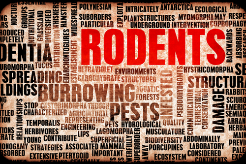  Rodent Infestation Solutions in Pacifica, CA - Effective & Efficient