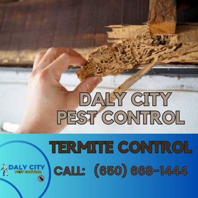 Termite Control Daly City - Expert Termite Inspection, Treatment, and Prevention