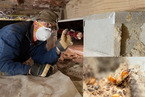  Local Termite Extermination Experts in Newark, CA - Trusted Professionals