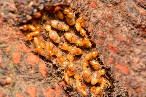 Professional Termite Treatment Services in San Mateo, CA - Guaranteed Results