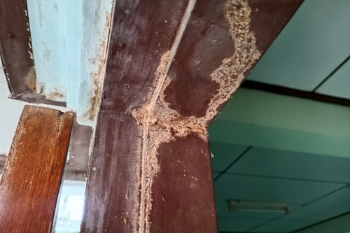  Guaranteed Termite Elimination in San Ramon, CA - Satisfaction Assured