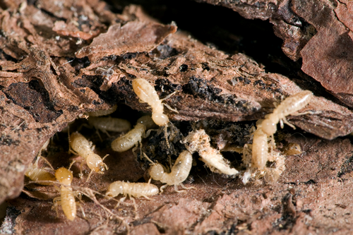  Innovative Termite Extermination Techniques in Castro Valley, CA - Cutting-Edge Methods